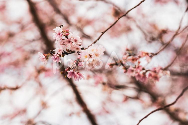 10月桜 さくら,サクラ,ピンクの写真素材