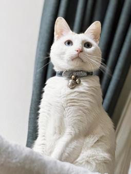 25_1111_白猫01 猫,白猫,飼い猫の写真素材