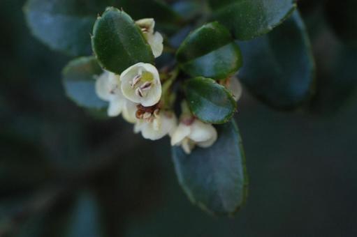 Photo, 화이트, 꽝꽝 나무, 복사 공간, 