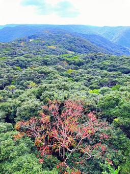 奄美自然観察の森　ドラゴントリデから 奄美自然観察の森,自然,景色の写真素材
