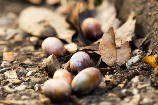 どんぐりと落ち葉 秋,秋の風景,どんぐりの写真素材