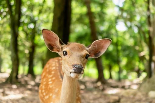 奈良公園の鹿 奈良公園の鹿の写真