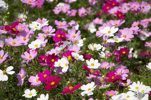 コスモスの写真