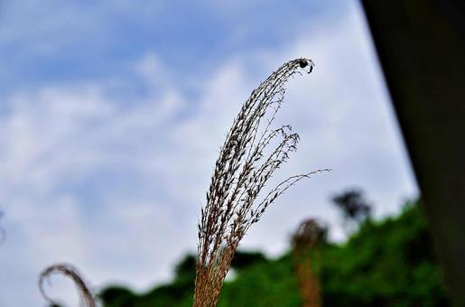 夏まで残った枯れ穂先 枯れ,穂,チガヤの写真素材