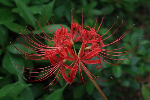 彼岸花 曼珠沙華 ヒガンバナ 彼岸花 曼珠沙華 ヒガンバナ 彼岸花,曼珠沙華,ヒガンバナの写真素材