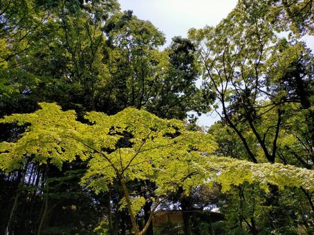 新緑 新緑の写真