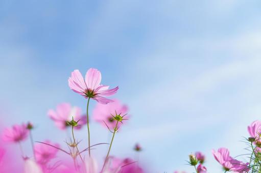 ピンクのコスモスと秋の青空 ピンクのコスモスと秋の青空 コスモス,青空,花の写真素材