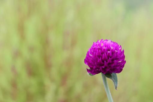 千日草 千日草 千日草,秋,秋の花の写真素材