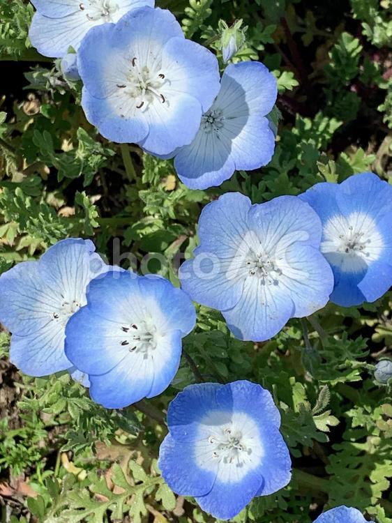 春の花　ネモフィラ　俯瞰 ネモフィラ,花,自然の写真素材
