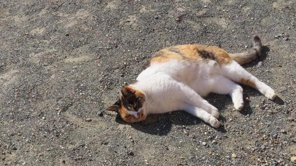 地面に落ちていたもふもふな三毛猫 三毛猫,猫,寝転ぶの写真素材