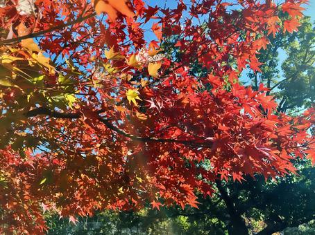 紅葉 紅葉の写真