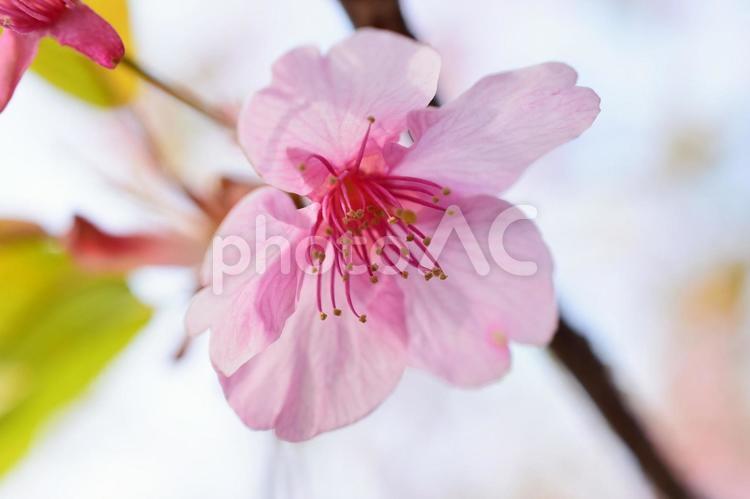＜春のイメージ＞河津桜 河津桜,頼朝桜,桜の写真素材