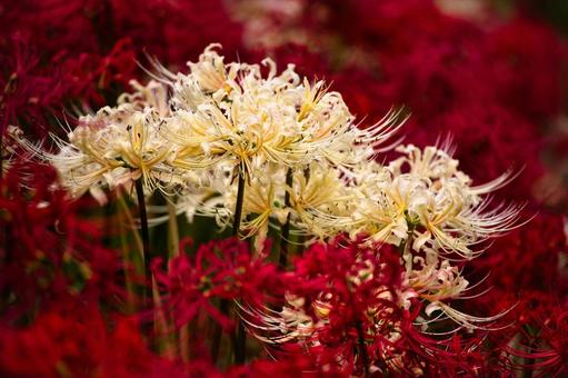 赤と白の競演 赤と白の競演 彼岸花,曼珠沙華,ヒガンバナの写真素材