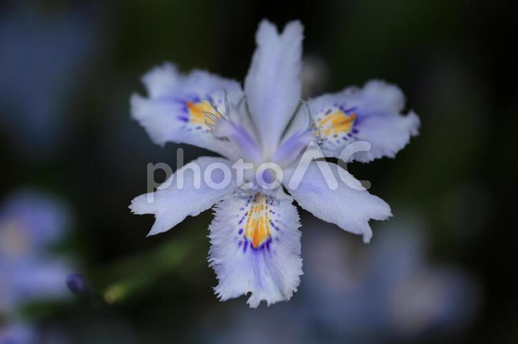 シャガの主張 一日花,シャガの輝き,儚さの写真素材