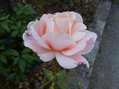 【薔薇の写真】バラの花 バラ,薔薇,植物の写真素材