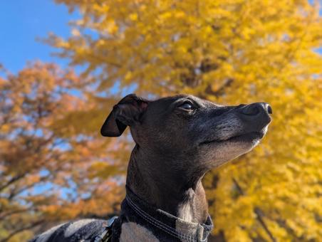 秋のお散歩 イタグレ,イチョウ,散歩の写真素材