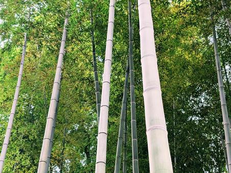竹林 竹林 竹,竹林,バンブーの写真素材