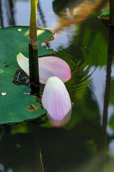 蓮の花びら 蓮の花びら ハス,蓮,古代蓮の写真素材