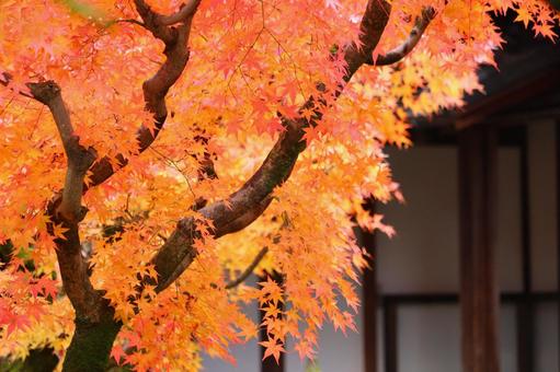 Autumn leaves in Kyoto 1, JPG