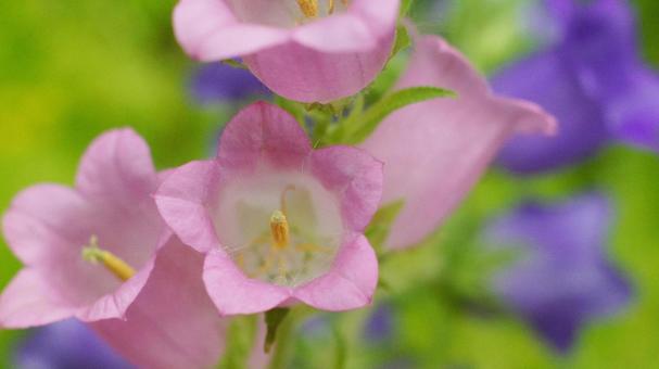 スプリングガーデン-1847の写真