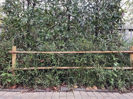 神田川10月：竹の垣根 2025の写真