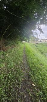 静かな小道 静かな小道の写真
