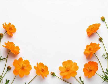 オレンジの花 オレンジの花の写真
