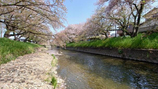桜の河川 桜の河川の写真