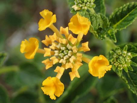 黄色のランタナの花 黄色のランタナの花の写真