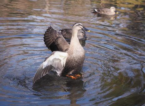 池の鴨 池の鴨 鴨,池,水鳥の写真素材