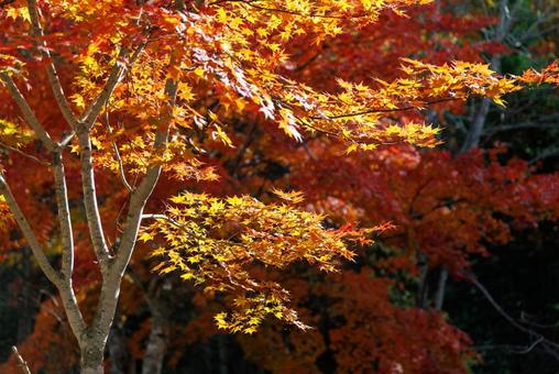 紅葉 紅葉,もみじ,秋の写真素材