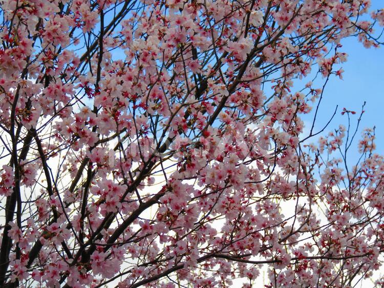 さくら、そろそろ満開１ 桜,サクラ,櫻の写真素材