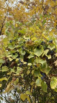 野葡萄（エビヅル）の実と紅葉 エビヅル,野葡萄,実の写真素材