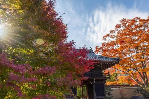 太陽光線ともみじ 太陽光線ともみじ 紅葉,太陽,輝くの写真素材