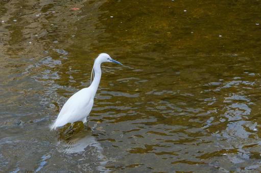 川辺を歩くコサギの写真