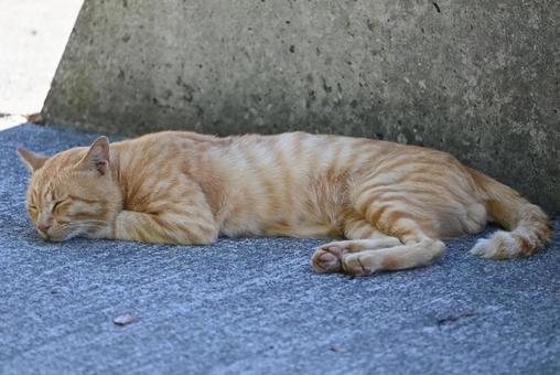 お昼寝 猫,動物,外の写真素材