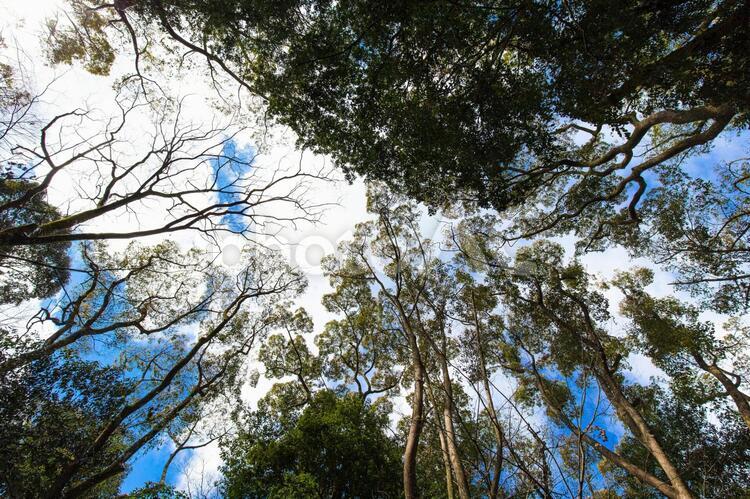 空にむかって伸びる木々 新緑,緑,木の写真素材