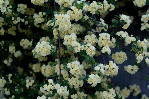 満開の黄色いモッコウバラが咲く壁面② モッコウバラ,バラ,花の写真素材