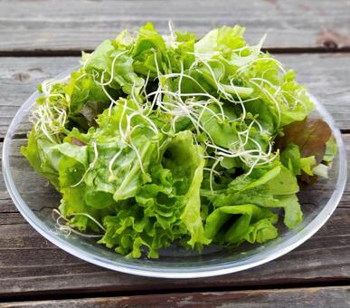 新鮮なグリーンサラダ サラダ,野菜,レタスの写真素材