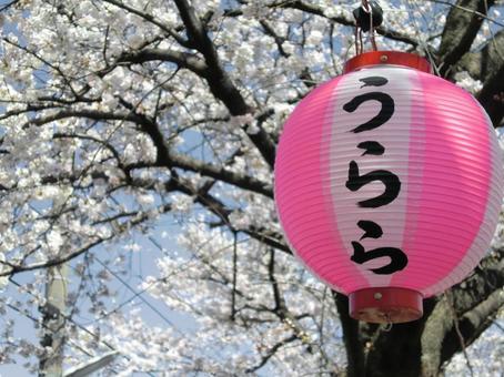 桜祭りの提灯 桜祭りの提灯の写真
