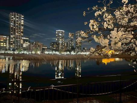 夜桜 夜桜の写真