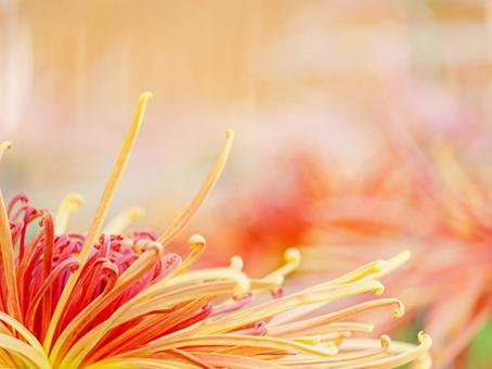 菊 菊 菊,菊の花,キクの写真素材