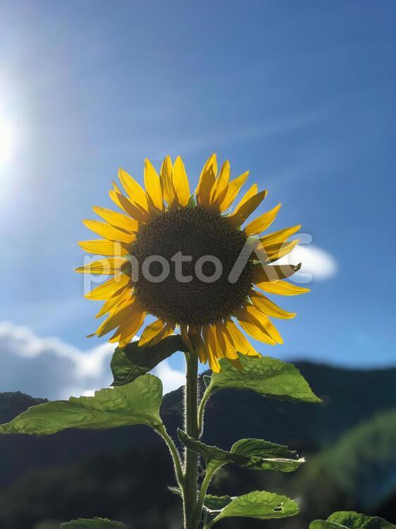 佐用町のひまわり 向日葵,夏,花の写真素材