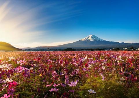 富士山とコスモス#2 富士山とコスモス#2の写真
