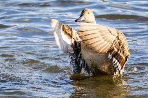 オナガガモの羽ばたき⑻ カモ,オナガガモ,メスの写真素材