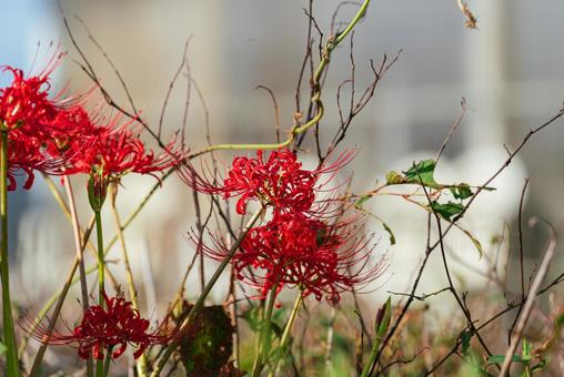 草むらで咲く美しい彼岸花 彼岸花,曼珠沙華,草花の写真素材