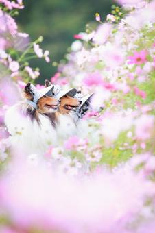 シェルティ シェルティ 犬,コスモス,シェルティの写真素材