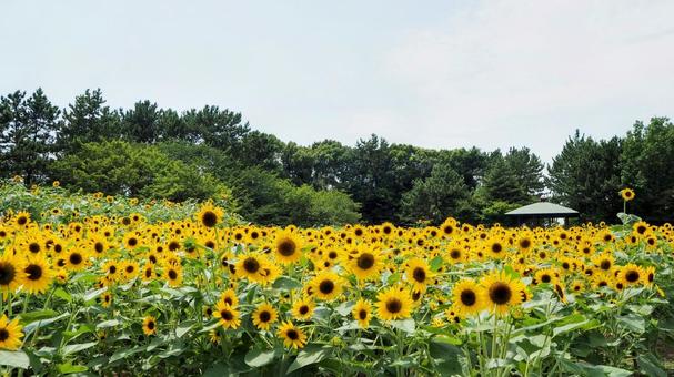 葛西臨海公園・向日葵&緑の木々・江戸川区 葛西臨海公園・向日葵&緑の木々・江戸川区 夏,ひまわり,葛西臨海公園の写真素材