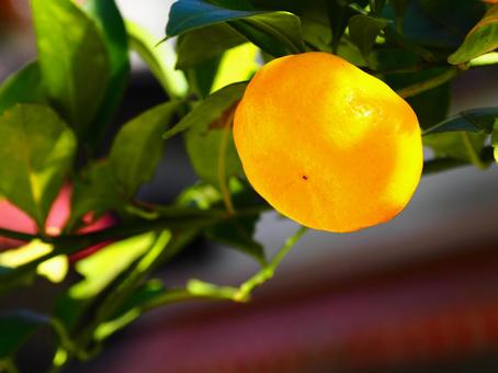 みかん（筑波山） みかん,秋,10月の写真素材