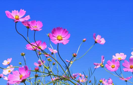 青空に映えるピンクのコスモスの花 青空に映えるピンクのコスモスの花の写真